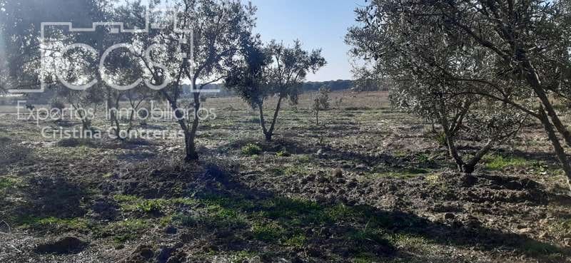 Byggegrund til salg i Almonte - € 20.000 (Ref: 6905618)