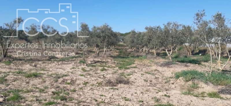 Byggegrund til salg i Almonte - € 20.000 (Ref: 6905618)