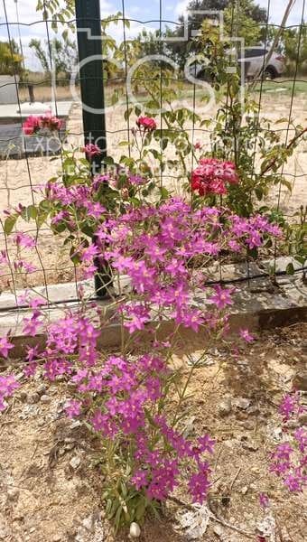 3 quarto Quinta/Casa Rural para venda em Rociana del Condado com piscina - 110 000 € (Ref: 7104737)