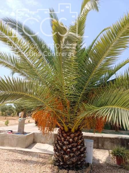 3 Zimmer Finca/Landgut zu verkaufen in Rociana del Condado mit Pool - 110.000 € (Ref: 7104737)