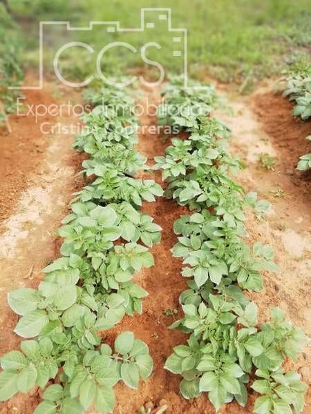 7 soveværelse Finca/Landehus til salg i Pilas med swimmingpool - € 320.000 (Ref: 7356622)