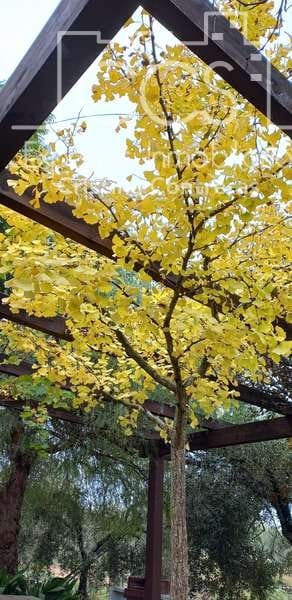 7 soveværelse Finca/Landehus til salg i Pilas med swimmingpool - € 320.000 (Ref: 7356622)