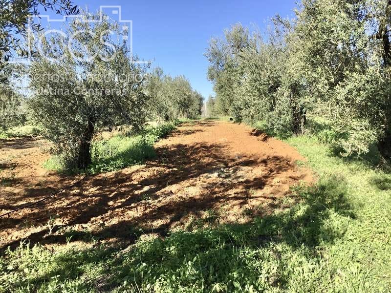 7 soveværelse Finca/Landehus til salg i Pilas med swimmingpool - € 320.000 (Ref: 7356622)