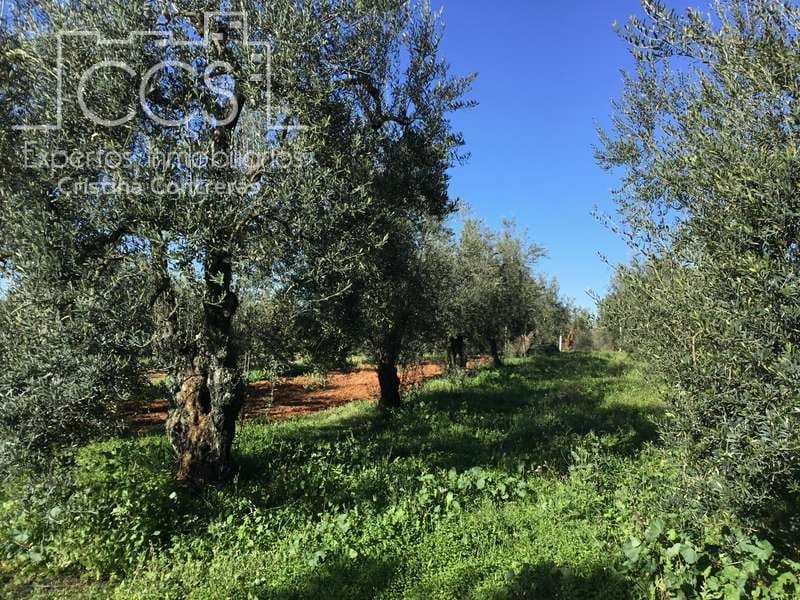 7 soveværelse Finca/Landehus til salg i Pilas med swimmingpool - € 320.000 (Ref: 7356622)