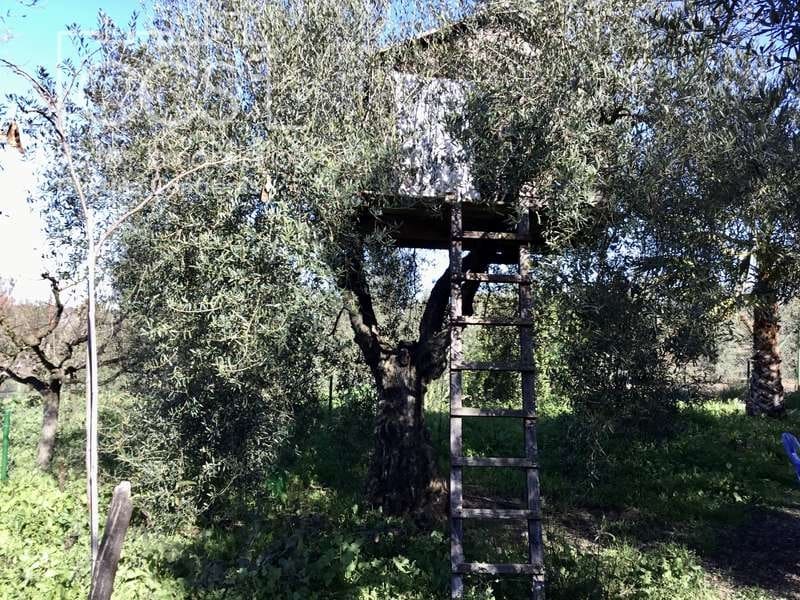 7 soveværelse Finca/Landehus til salg i Pilas med swimmingpool - € 320.000 (Ref: 7356622)