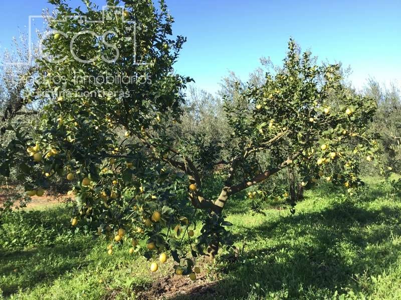 7 chambre Finca/Maison de Campagne à vendre à Pilas avec piscine - 305 000 € (Ref: 7356622)