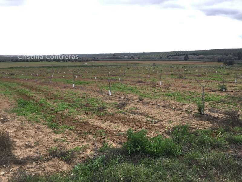 Bouwgrond te koop in Huevar - € 864.000 (Ref: 7412107)