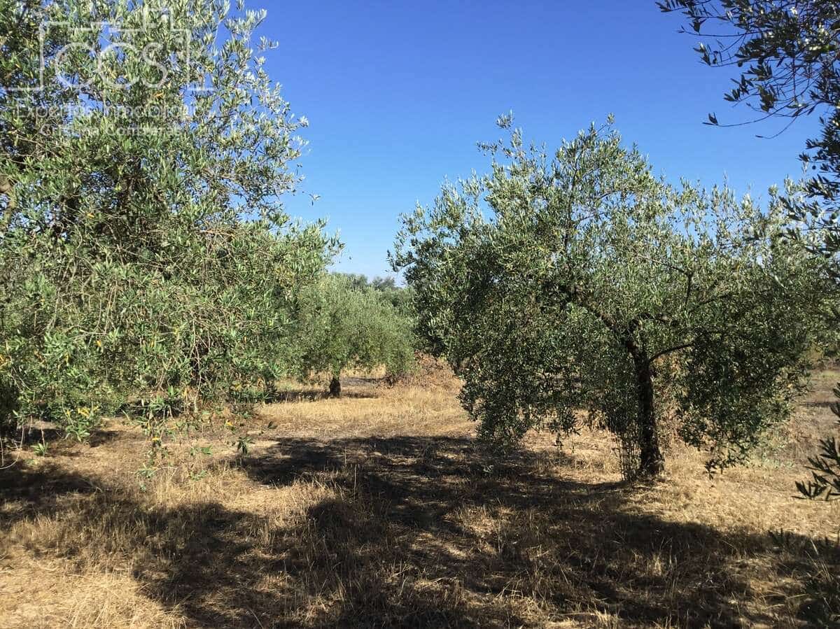 Byggegrund til salg i Almonte - € 45.000 (Ref: 7574520)