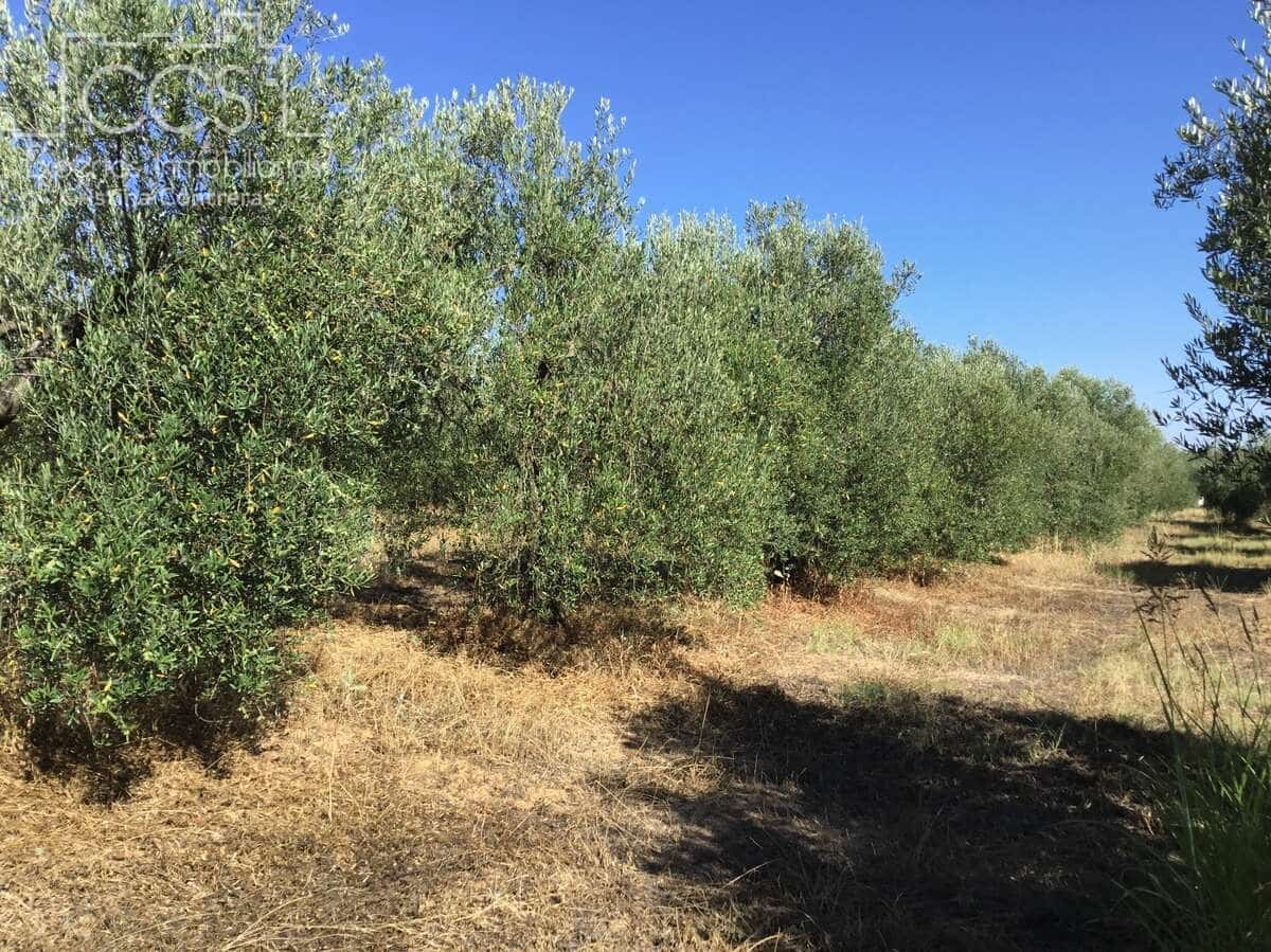 Byggegrund til salg i Almonte - € 45.000 (Ref: 7574520)