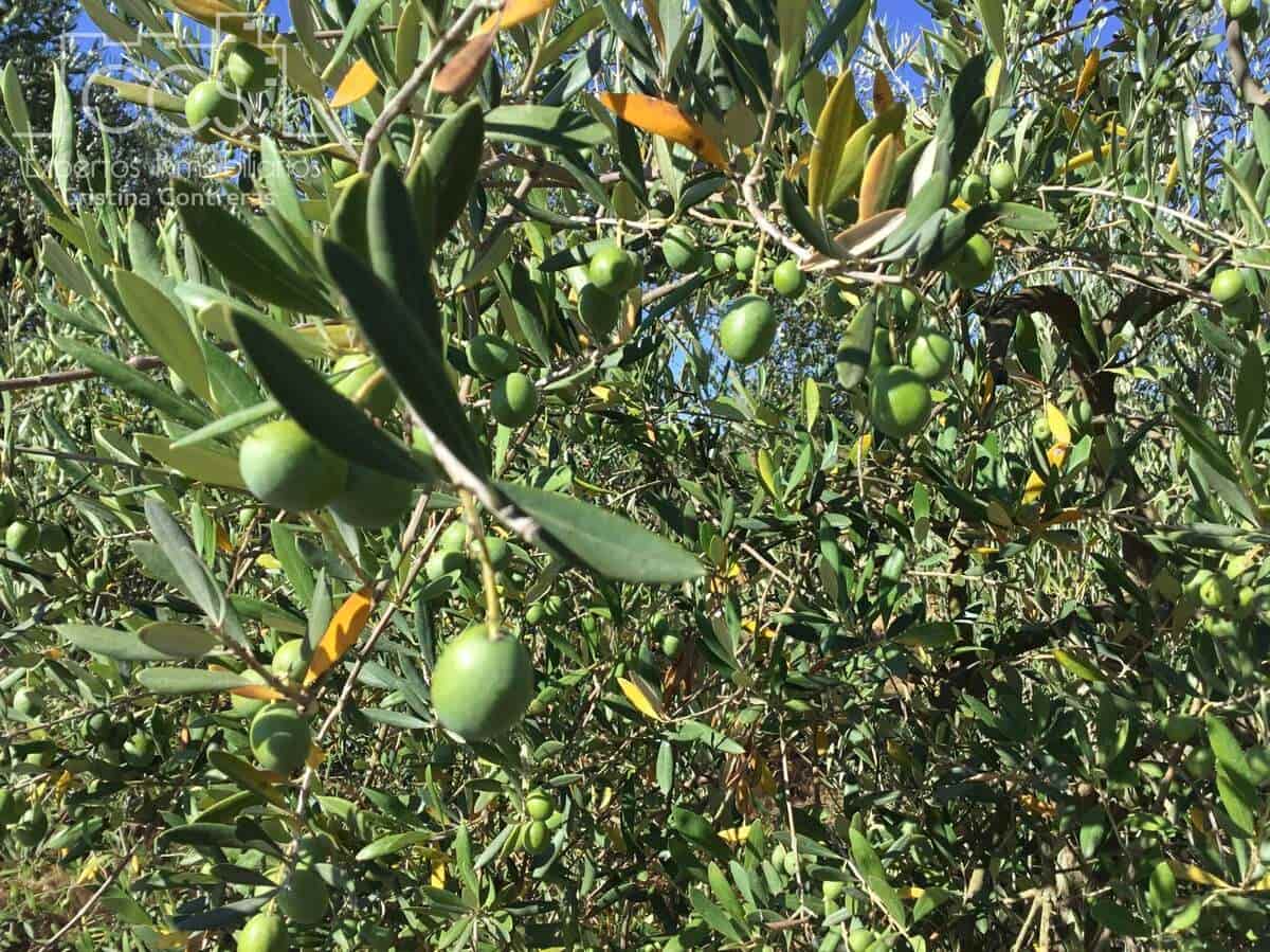 Byggegrund til salg i Almonte - € 45.000 (Ref: 7574520)