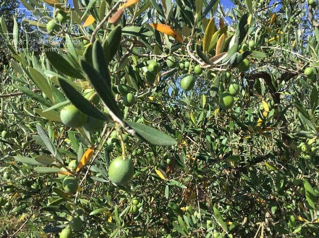 Building Plot for sale in Almonte - € 45,000 (Ref: 7574520)