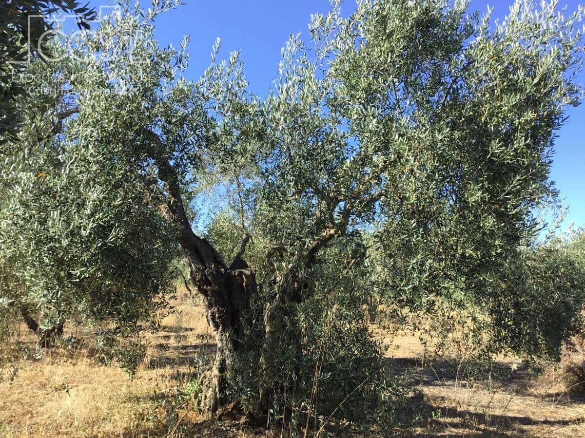 Byggegrund til salg i Almonte - € 45.000 (Ref: 7574520)