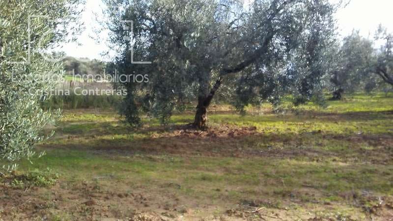 Działka budowlana na sprzedaż w Almonte - 31 000 € (Ref: 7758980)