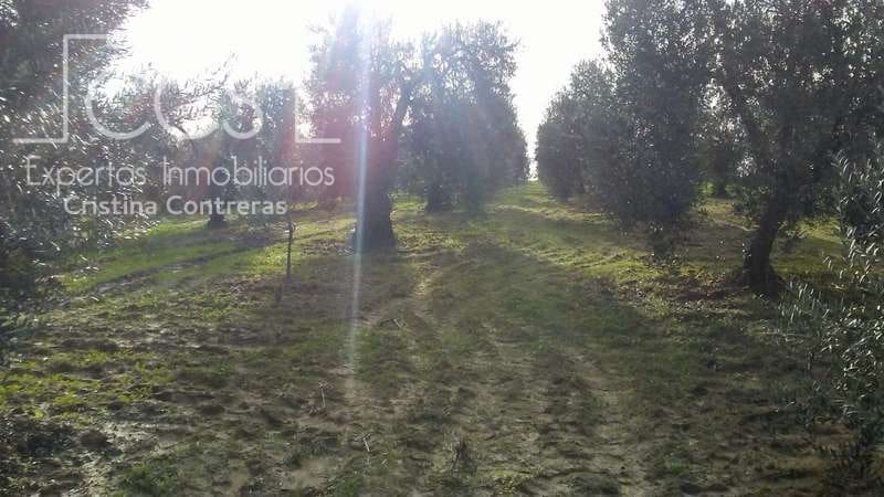 Działka budowlana na sprzedaż w Almonte - 31 000 € (Ref: 7758980)