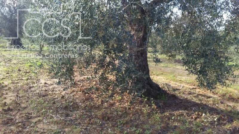 Działka budowlana na sprzedaż w Almonte - 31 000 € (Ref: 7758980)