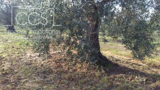 Area Edificabile in vendita in Almonte - 31.000 € (Rif: 7758980)