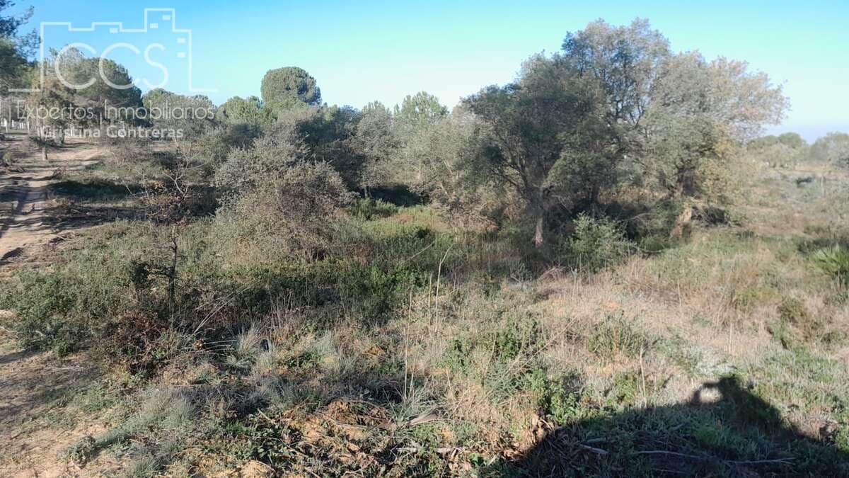 Building Plot for sale in Almonte - € 22,000 (Ref: 8232843)