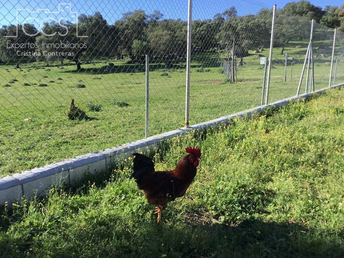 6 soveværelse Finca/Landehus til salg i El Pedroso med swimmingpool - € 635.000 (Ref: 8247007)