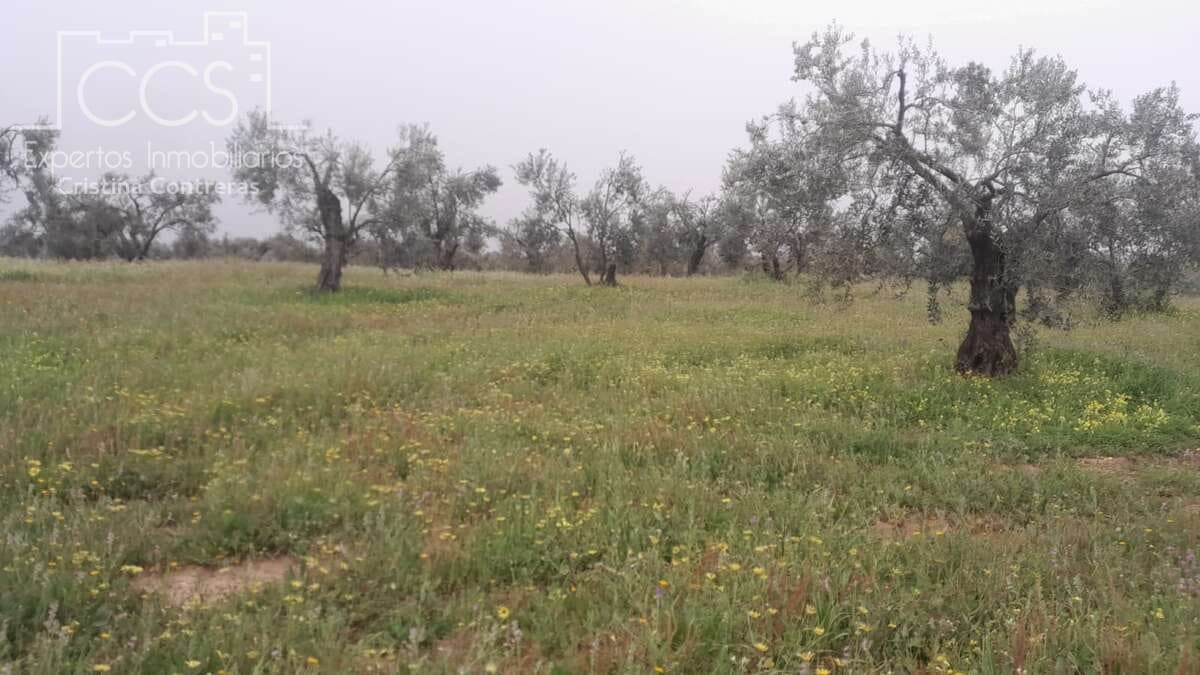 Building Plot for sale in Almonte - € 22,000 (Ref: 8324052)