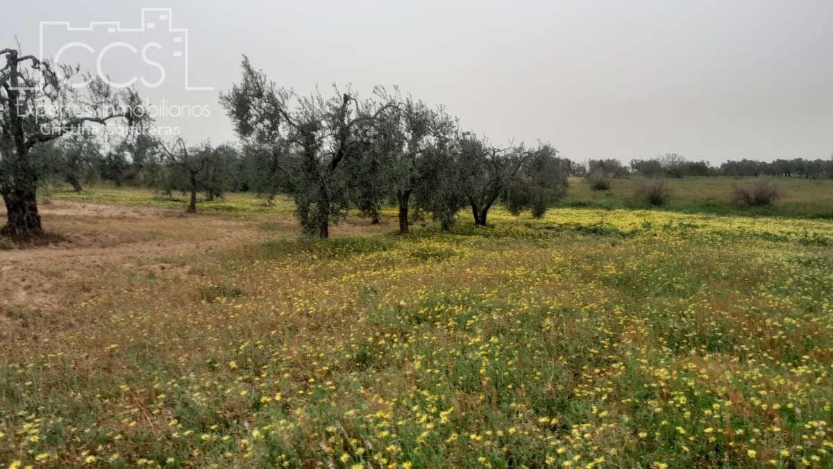 Building Plot for sale in Almonte - € 22,000 (Ref: 8324052)