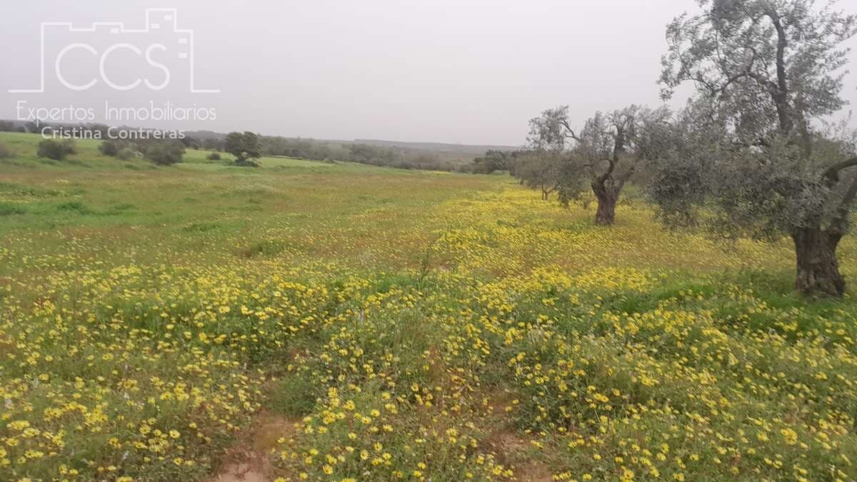 Building Plot for sale in Almonte - € 22,000 (Ref: 8324052)