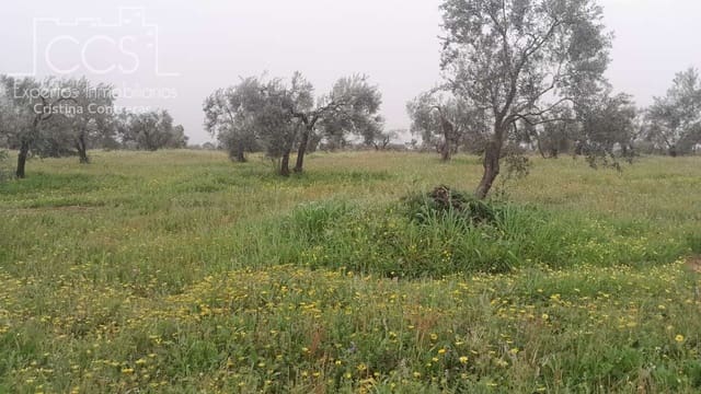 Building Plot for sale in Almonte - € 22,000 (Ref: 8324052)