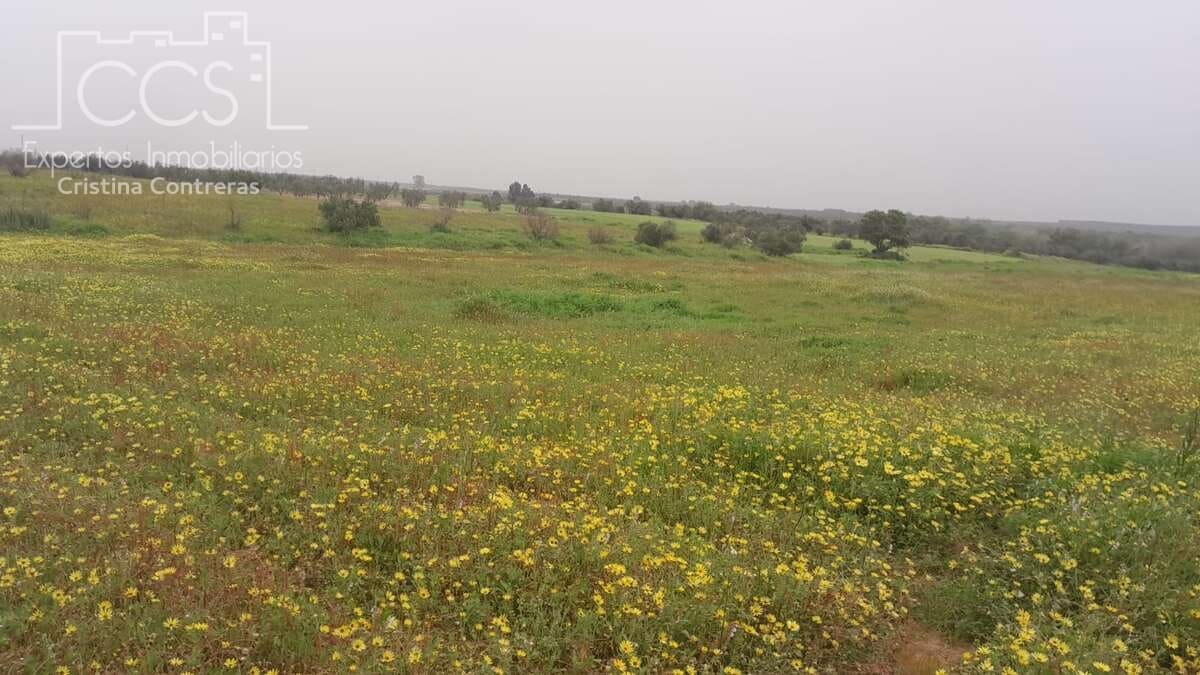 Solar/Parcela en Almonte en venta - 22.000 € (Ref: 8324052)