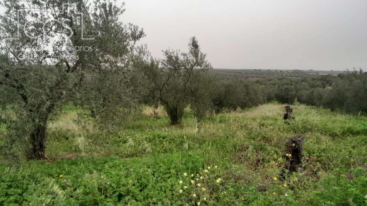 Solar/Parcela en Almonte en venta - 22.000 € (Ref: 8324052)