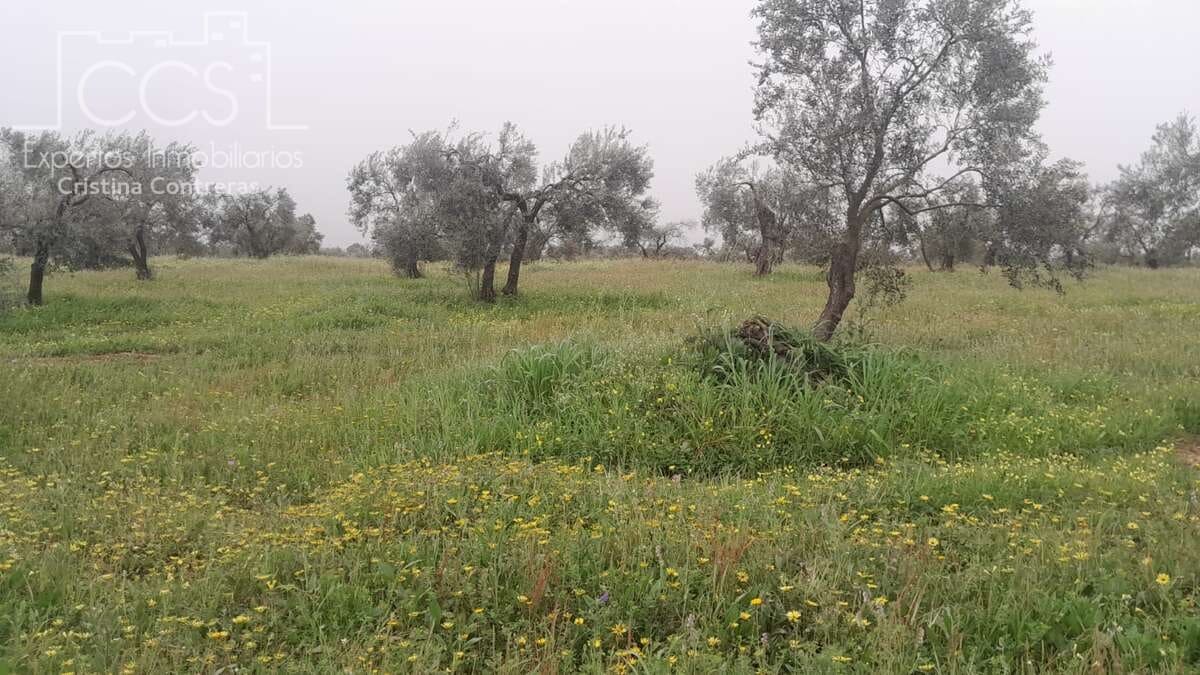 Solar/Parcela en Almonte en venta - 22.000 € (Ref: 8324052)