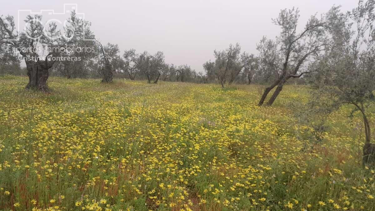 Solar/Parcela en Almonte en venta - 22.000 € (Ref: 8324052)