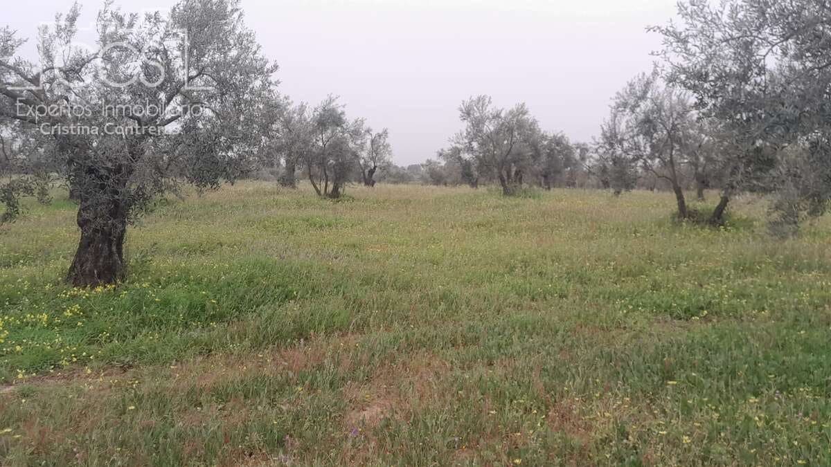 Solar/Parcela en Almonte en venta - 22.000 € (Ref: 8324052)
