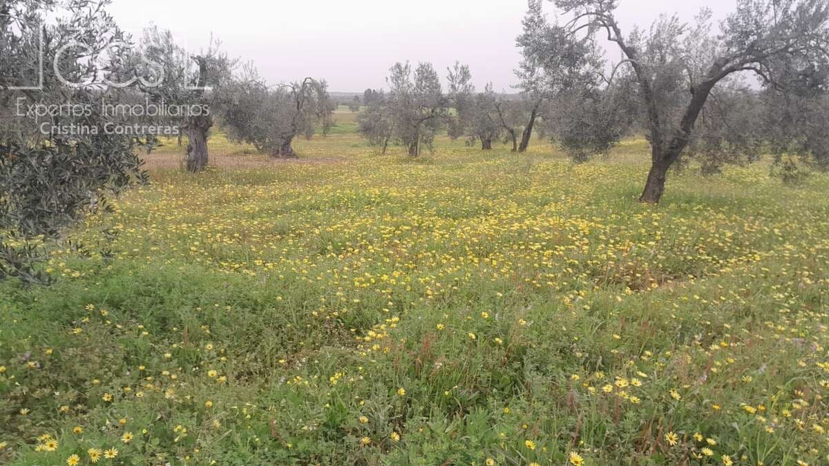 Solar/Parcela en Almonte en venta - 22.000 € (Ref: 8324052)
