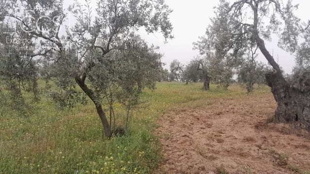 Bauplatz zu verkaufen in Almonte - 22.000 € (Ref: 8324052)