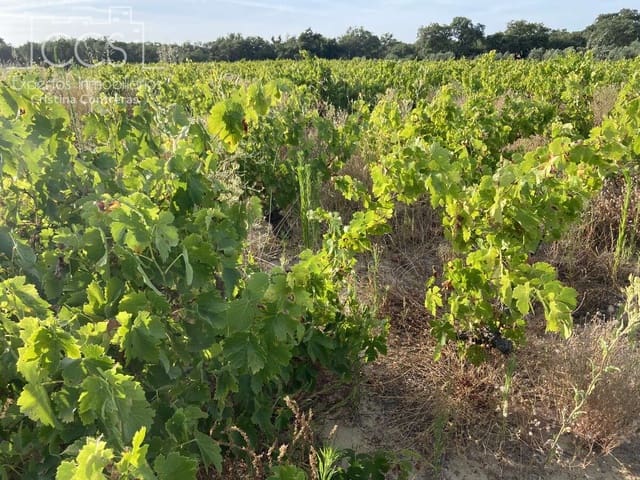 Building Plot for sale in Almonte - € 49,000 (Ref: 8387842)