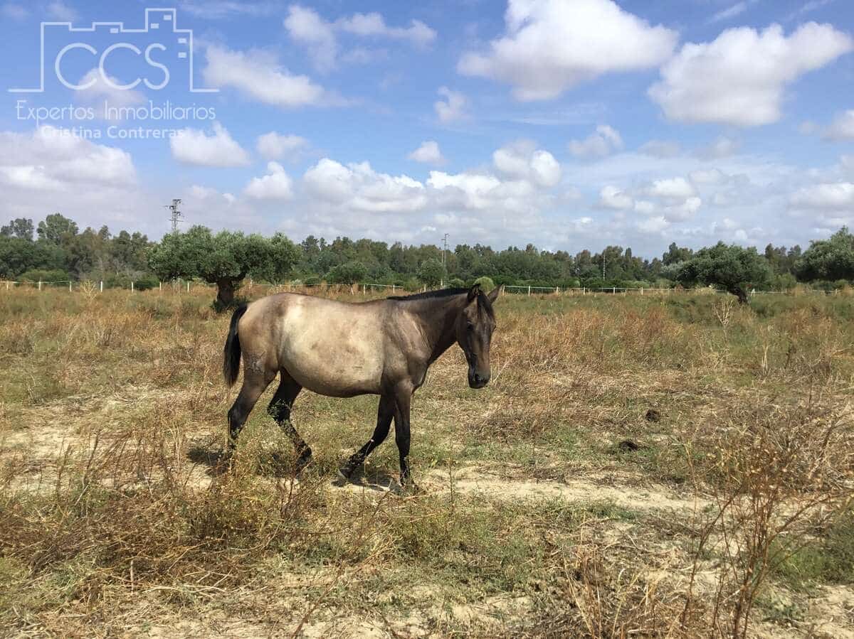 Finka/Dom wiejski na sprzedaż w Sanlucar la Mayor - 300 000 € (Ref: 8396255)