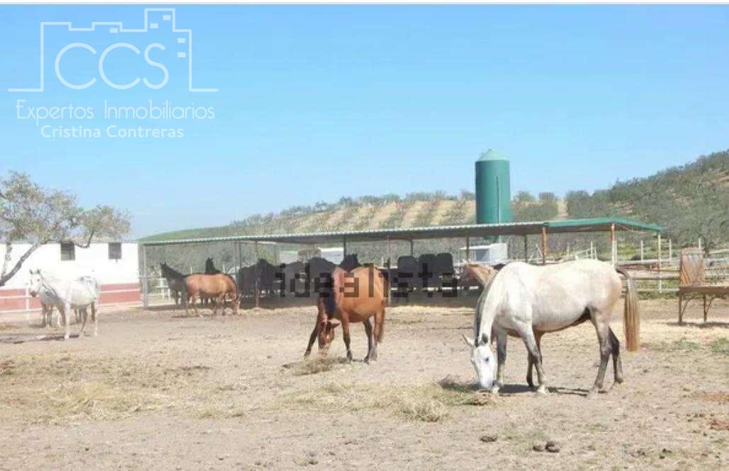 Quinta/Casa Rural para venda em Sanlucar la Mayor - 300 000 € (Ref: 8396255)