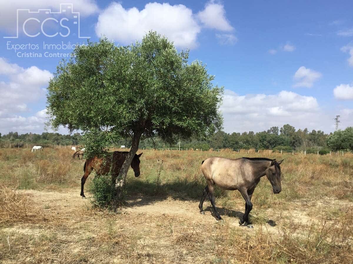 Quinta/Casa Rural para venda em Sanlucar la Mayor - 300 000 € (Ref: 8396255)