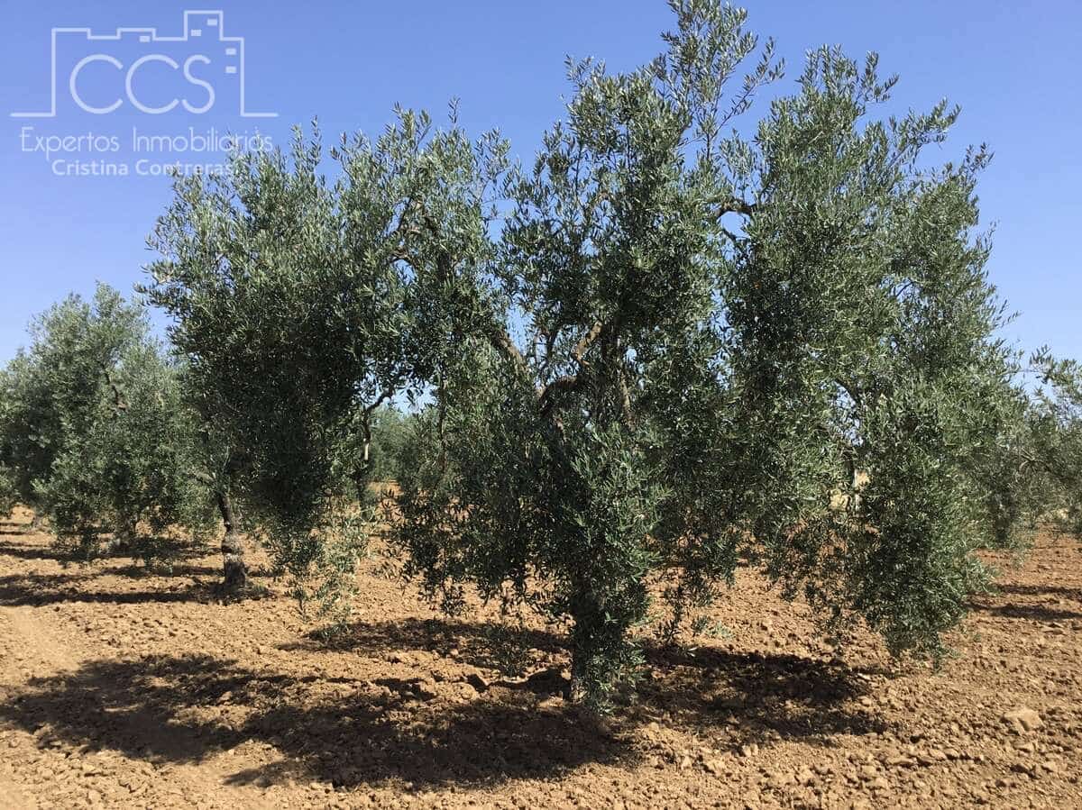 Byggegrund til salg i Almonte - € 78.000 (Ref: 8457615)