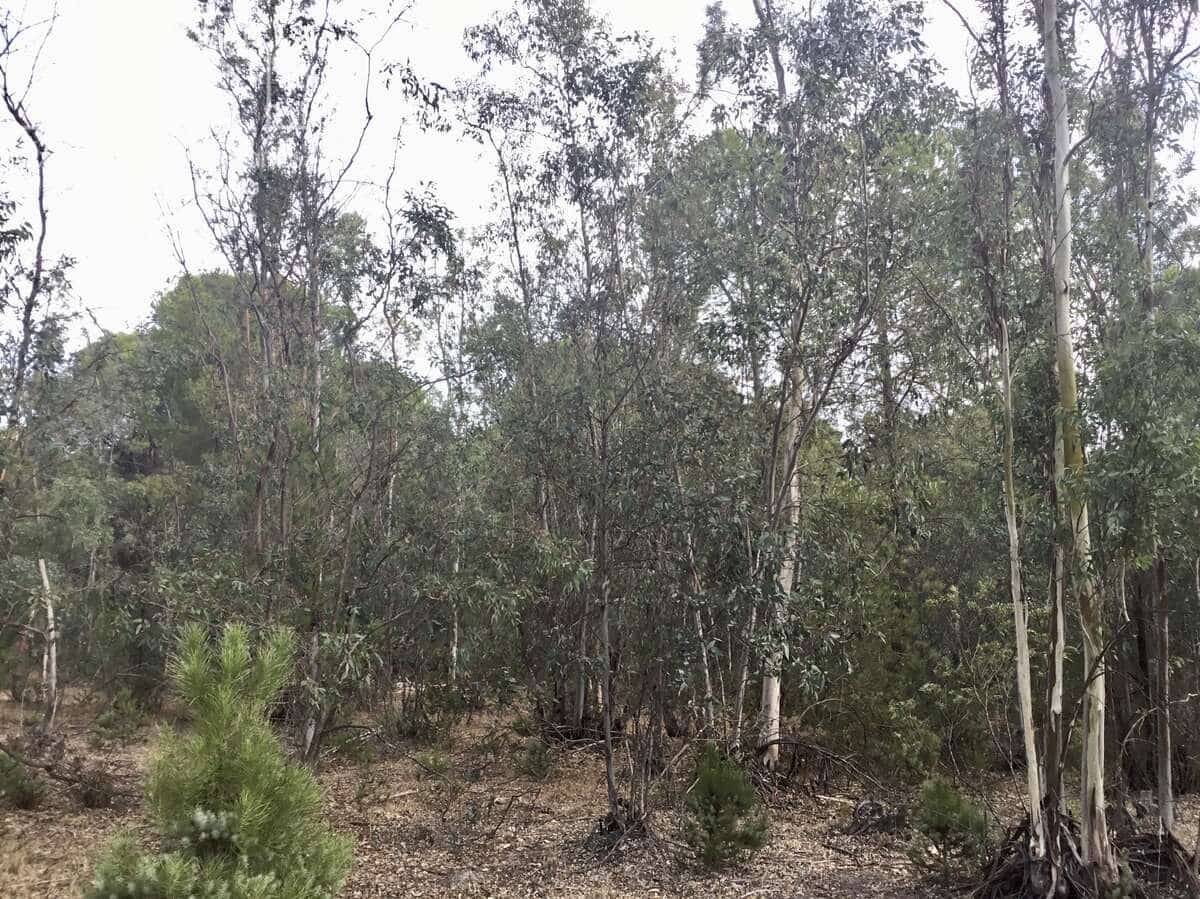 Byggetomt til salgs i Almonte - € 69 000 (Ref: 8579215)