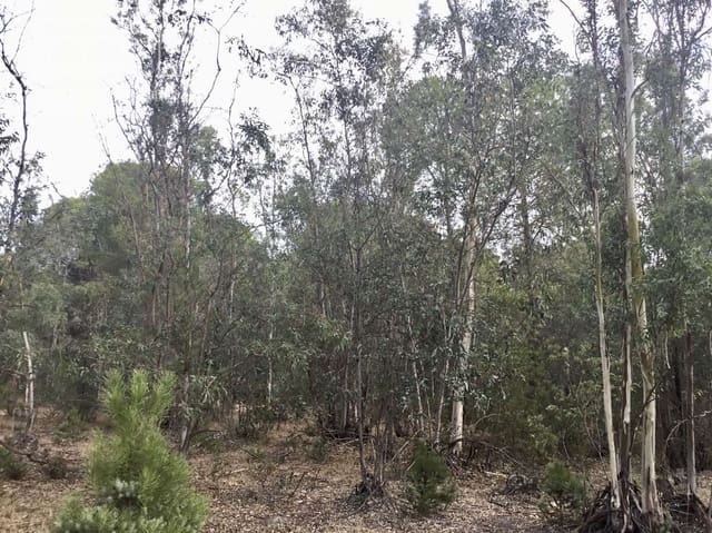 Building Plot for sale in Almonte - € 69,000 (Ref: 8579215)