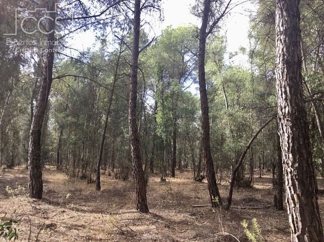 Building Plot for sale in Almonte - € 69,000 (Ref: 8579215)