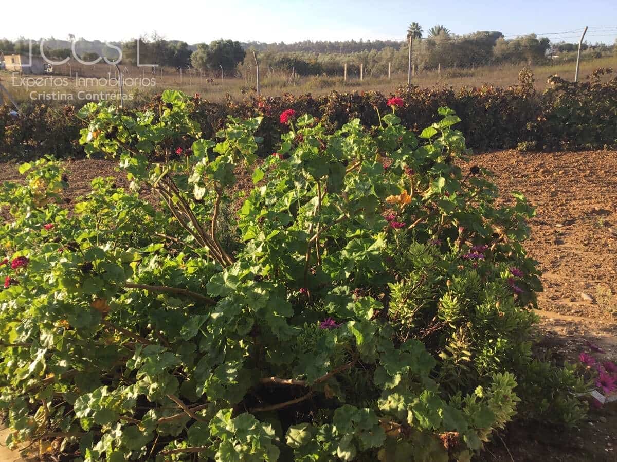 3 soveværelse Finca/Landehus til salg i Rociana del Condado med swimmingpool garage - € 115.000 (Ref: 8607970)