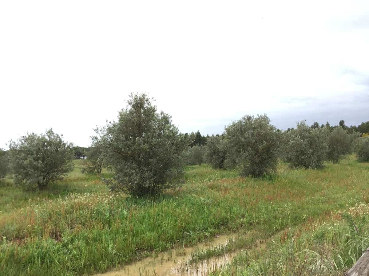 2 slaapkamer Finca/Landhuis te koop in Almonte - € 75.000 (Ref: 8661891)