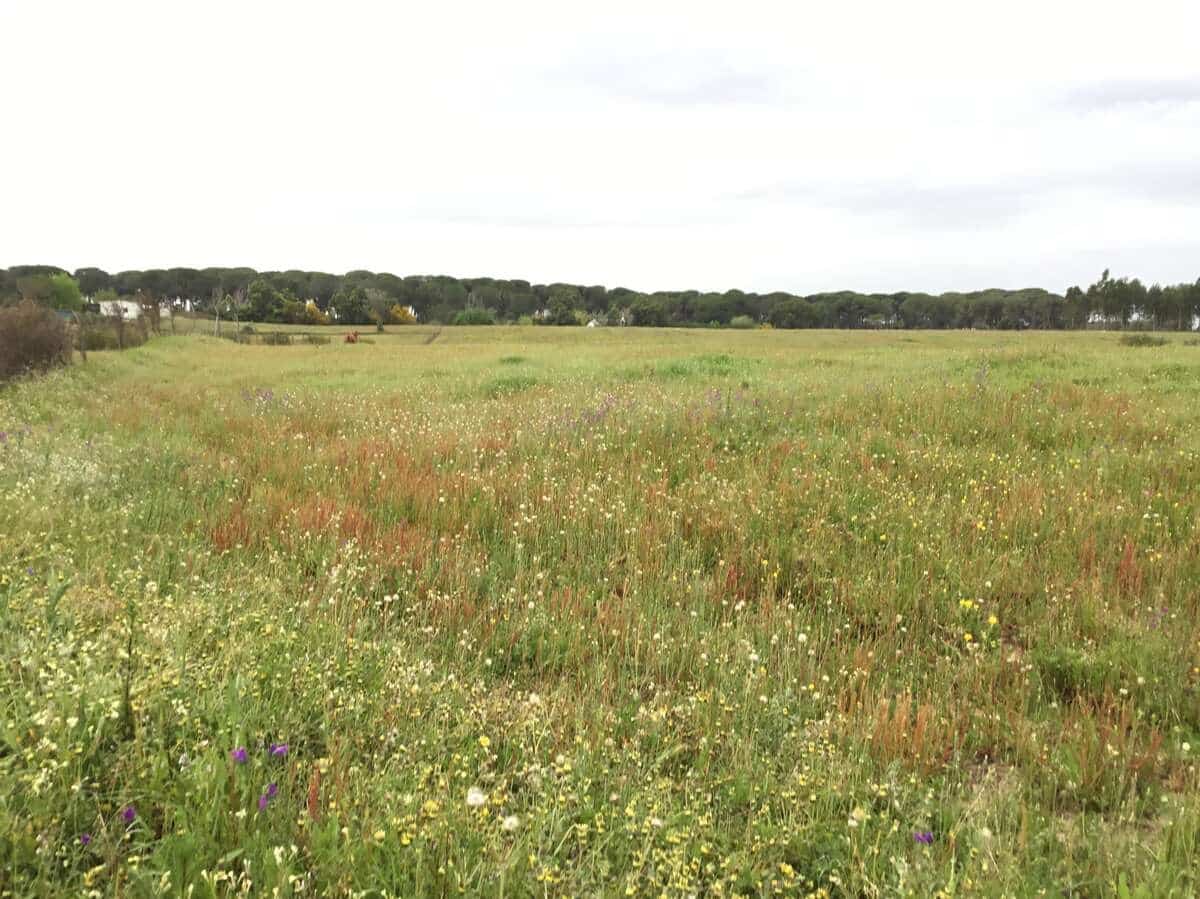 2 slaapkamer Finca/Landhuis te koop in Almonte - € 75.000 (Ref: 8661891)