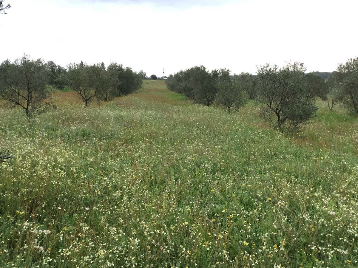 2 slaapkamer Finca/Landhuis te koop in Almonte - € 75.000 (Ref: 8661891)