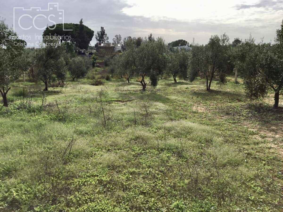 3 sovrum Finca/Hus på landet till salu i Almonte med pool - 156 000 € (Ref: 8684458)