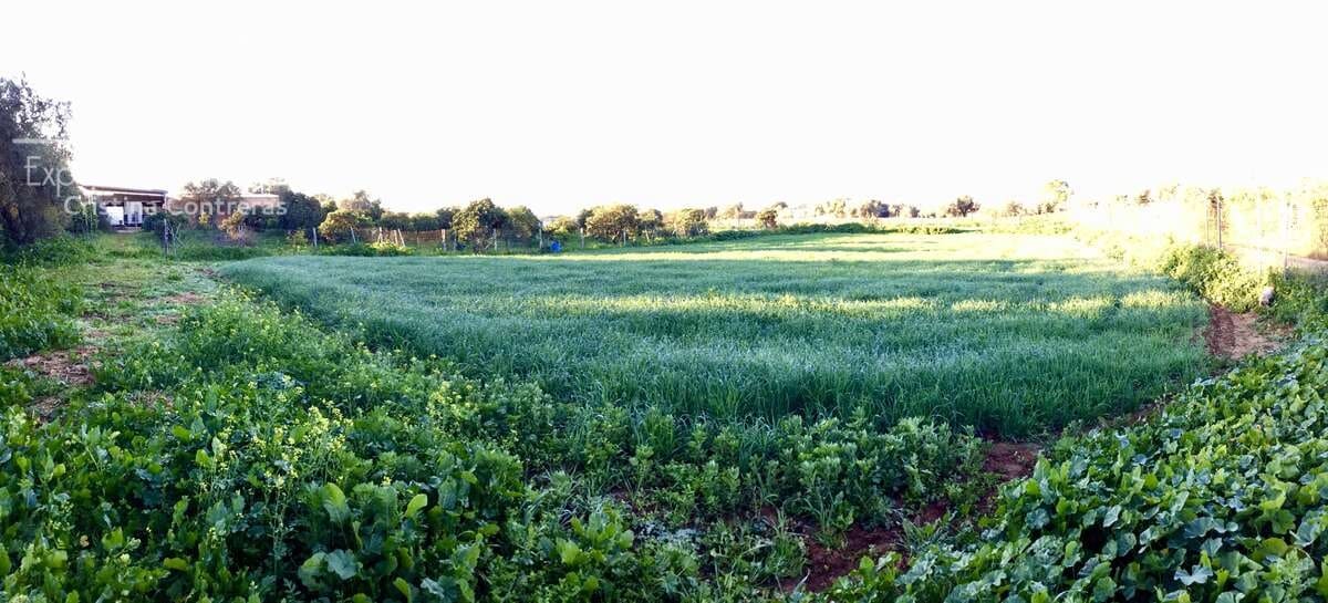 4 soveværelse Finca/Landehus til salg i Pilas - € 150.000 (Ref: 8750157)