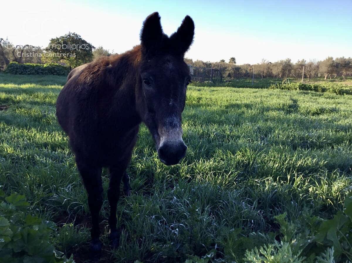 4 soveværelse Finca/Landehus til salg i Pilas - € 150.000 (Ref: 8750157)