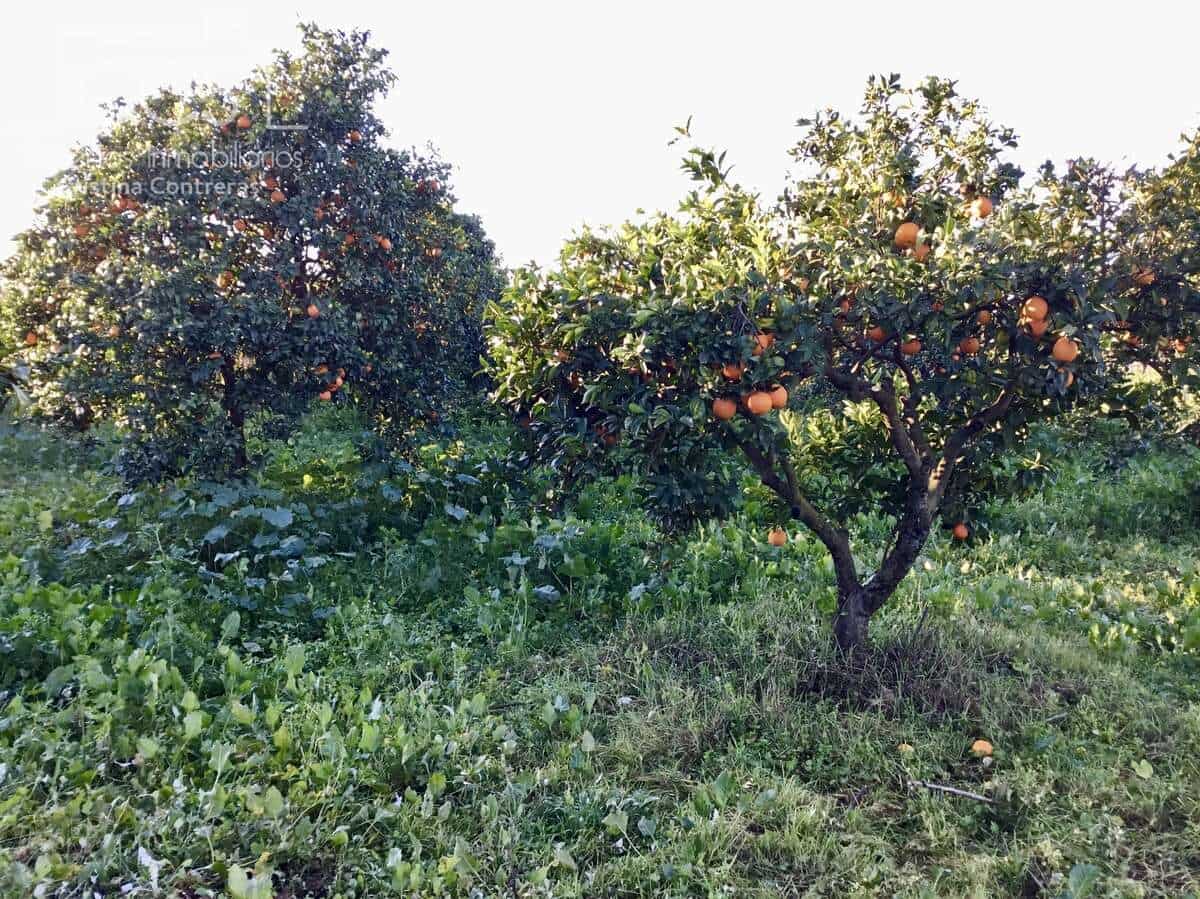 4 soveværelse Finca/Landehus til salg i Pilas - € 150.000 (Ref: 8750157)