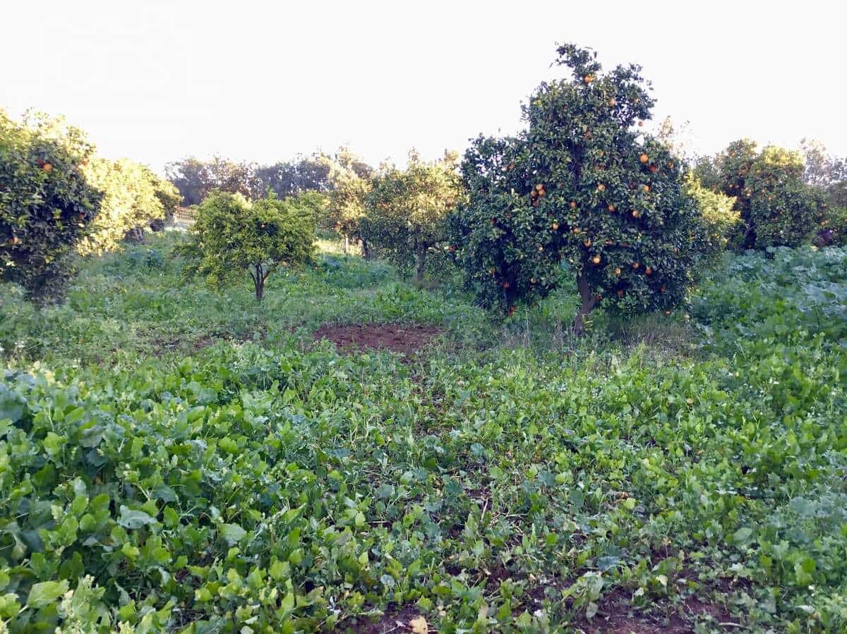 4 soveværelse Finca/Landehus til salg i Pilas - € 150.000 (Ref: 8750157)